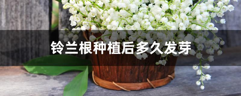 铃兰根种植后多久发芽 铃兰根种植后多久发芽