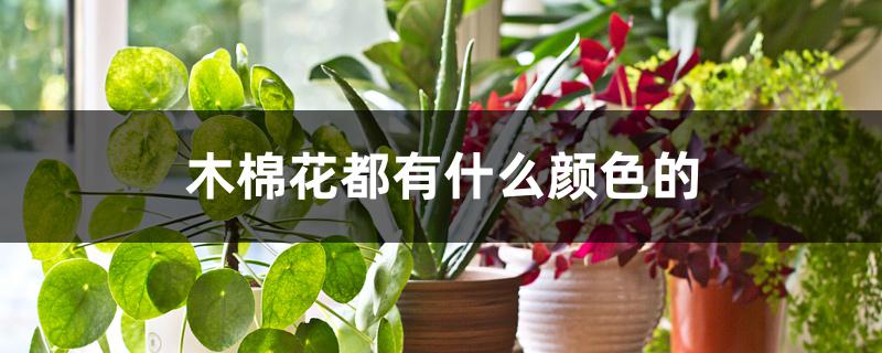 木棉花都有什么颜色的 木棉花都有什么颜色的