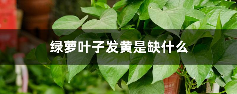 绿萝叶子发黄是缺什么 绿萝叶子发黄是缺什么