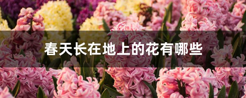 春天长在地上的花有哪些 春天长在地上的花有哪些