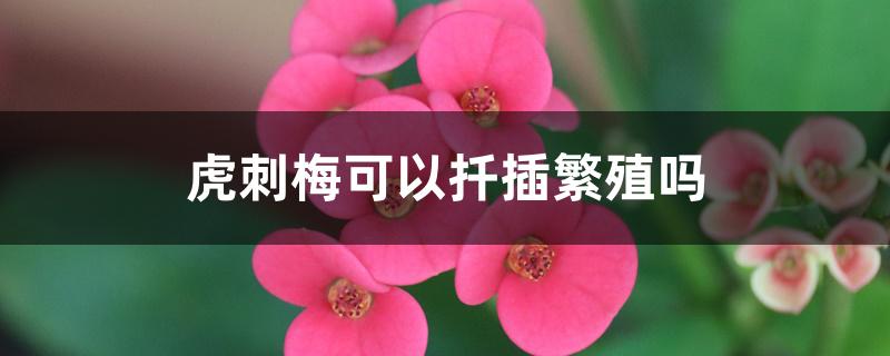 虎刺梅可以扦插繁殖吗 虎刺梅可以扦插繁殖吗