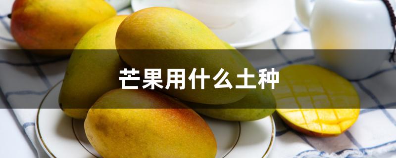 芒果用什么土种 芒果用什么土种