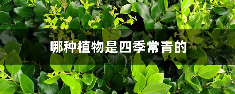 哪种植物是四季常青的 哪种植物是四季常青的
