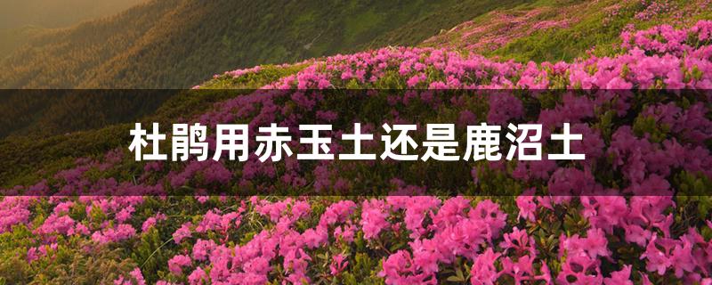 杜鹃用赤玉土还是鹿沼土 杜鹃用赤玉土还是鹿沼土