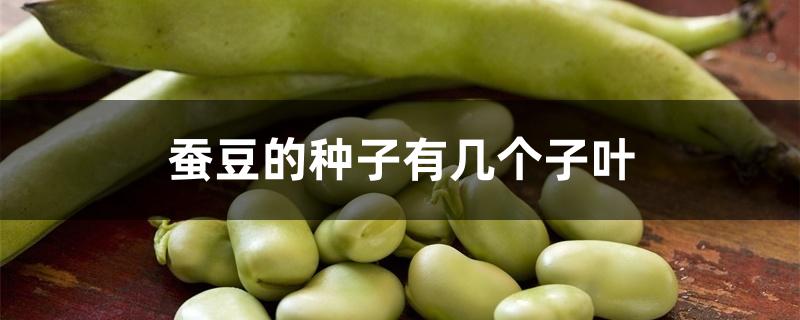 蚕豆的种子有几个子叶 蚕豆的种子有几个子叶
