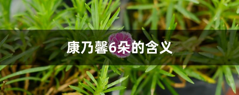康乃馨6朵的含义 康乃馨6朵的含义