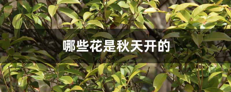 哪些花是秋天开的 哪些花是秋天开的