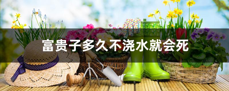 富贵子多久不浇水就会死 富贵子多久不浇水就会死