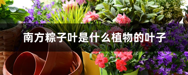 南方粽子叶是什么植物的叶子 南方粽子叶是什么植物的叶子