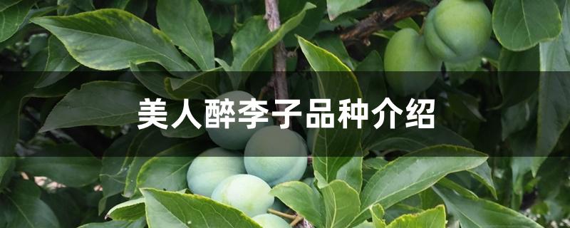 美人醉李子品种介绍 美人醉李子品种介绍