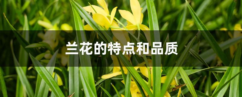 兰花的特点和品质 兰花的特点和品质