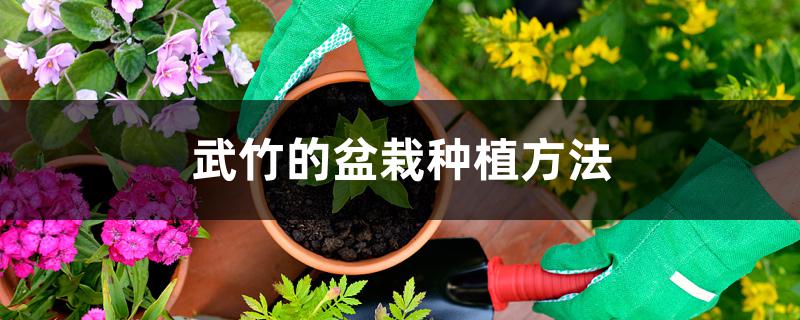 武竹的盆栽种植方法 武竹的盆栽种植方法