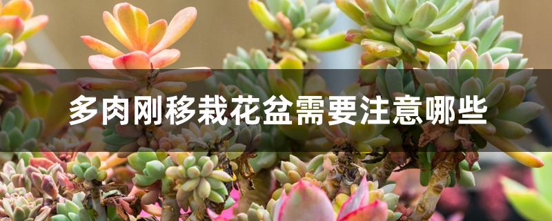 多肉刚移栽花盆需要注意哪些 多肉刚移栽花盆需要注意哪些