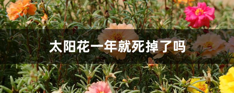 太阳花一年就死掉了吗 太阳花一年就死掉了吗