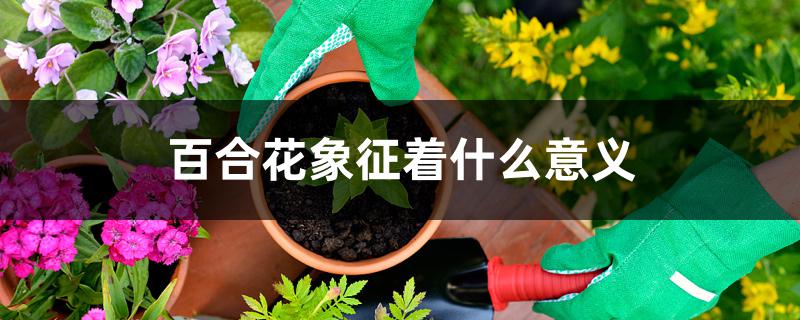 百合花象征着什么意义 百合花象征着什么意义