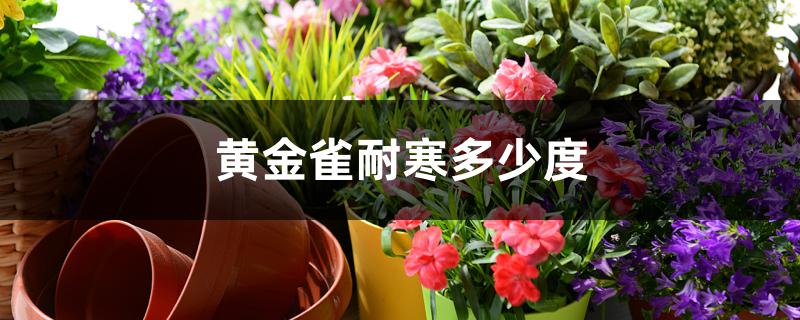 黄金雀耐寒多少度 黄金雀耐寒多少度