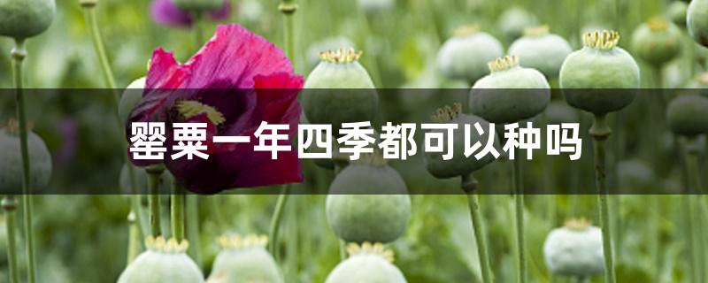 罂粟一年四季都可以种吗 罂粟一年四季都可以种吗