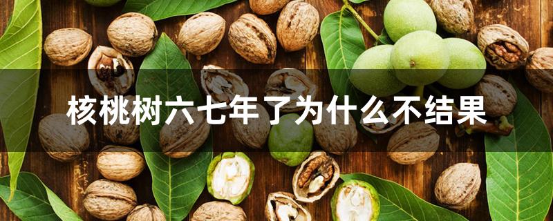 核桃树六七年了为什么不结果 核桃树六七年了为什么不结果