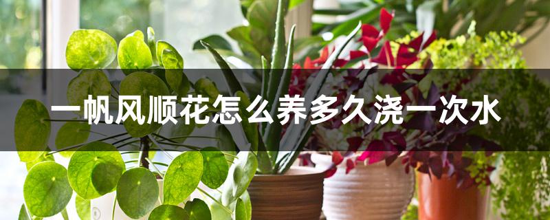 一帆风顺花怎么养多久浇一次水 一帆风顺花怎么养多久浇一次水