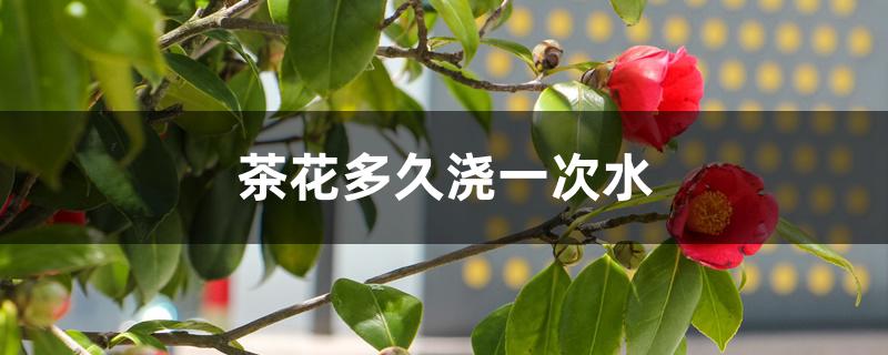 茶花多久浇一次水 茶花多久浇一次水