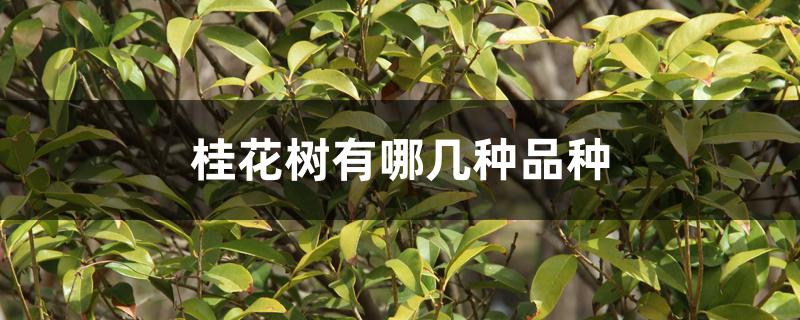 桂花树有哪几种品种 桂花树有哪几种品种