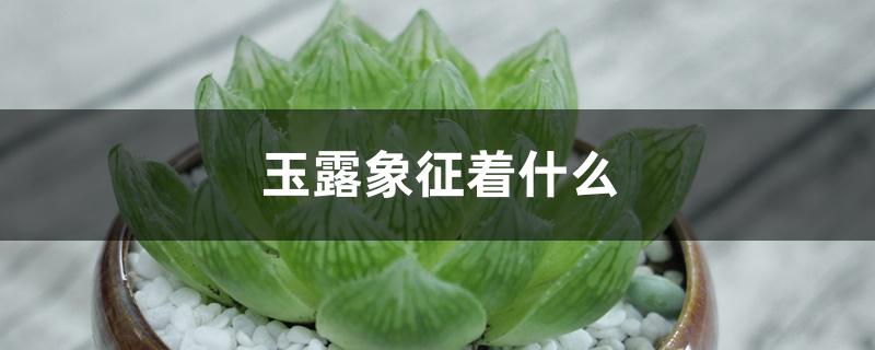 玉露象征着什么 玉露象征着什么