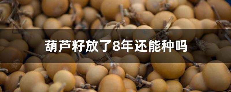 葫芦籽放了8年还能种吗 葫芦籽放了8年还能种吗