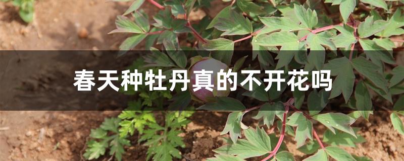 春天种牡丹真的不开花吗 春天种牡丹真的不开花吗