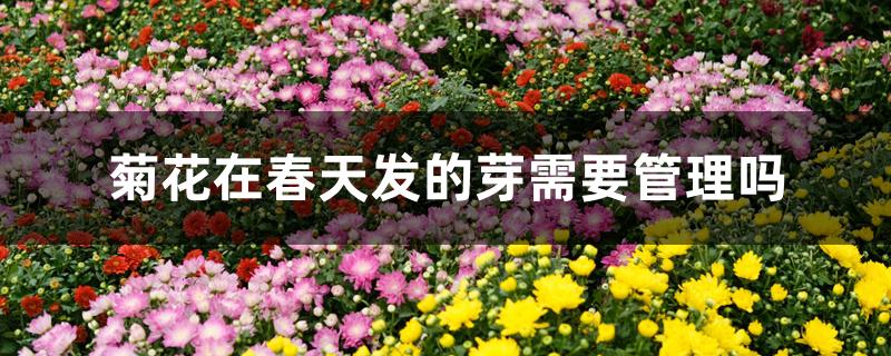 菊花在春天发的芽需要管理吗 菊花在春天发的芽需要管理吗