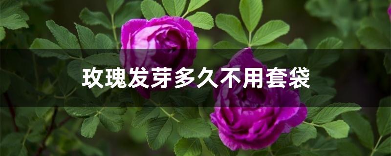 玫瑰发芽多久不用套袋 玫瑰发芽多久不用套袋
