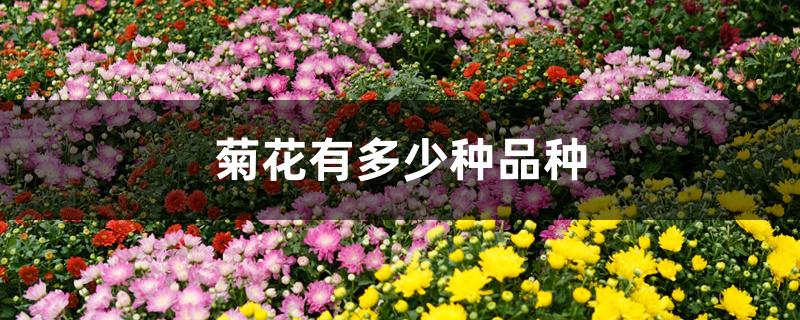 菊花有多少种品种 菊花有多少种品种