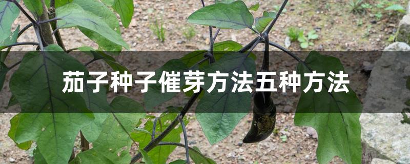 茄子种子催芽方法五种方法 茄子种子催芽方法五种方法