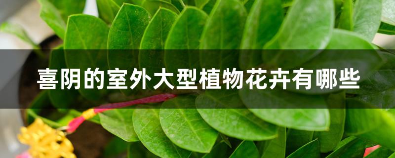 喜阴的室外大型植物花卉有哪些 喜阴的室外大型植物花卉有哪些