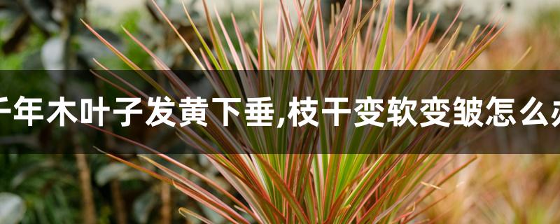 千年木叶子发黄下垂,枝干变软变皱怎么办 千年木叶子发黄下垂,枝干变软变皱怎么办