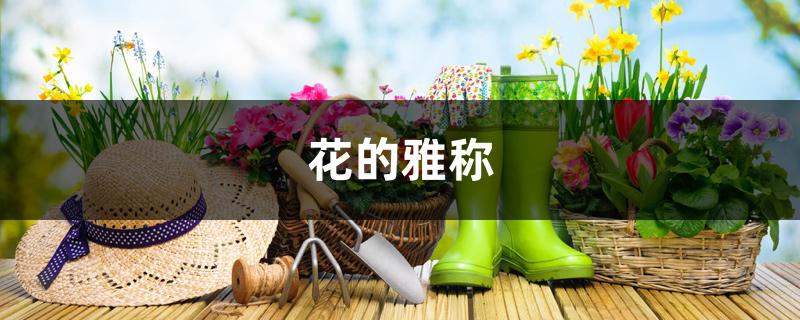 花的雅称 花的雅称