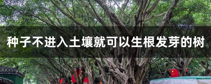 种子不进入土壤就可以生根发芽的树 种子不进入土壤就可以生根发芽的树