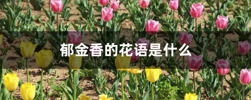 郁金香的花语是什么 郁金香的花语是什么