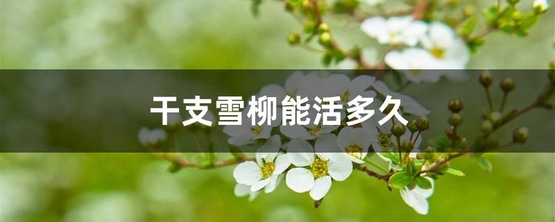 干支雪柳能活多久 干支雪柳能活多久