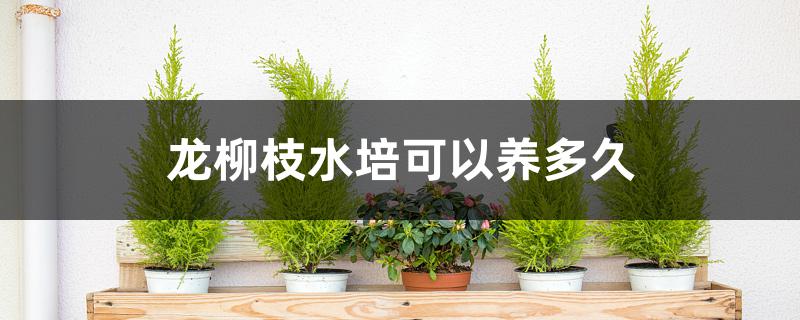 龙柳枝水培可以养多久 龙柳枝水培可以养多久