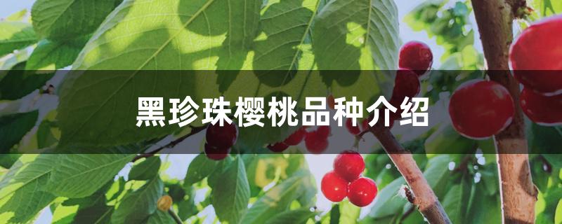 黑珍珠樱桃品种介绍 黑珍珠樱桃品种介绍