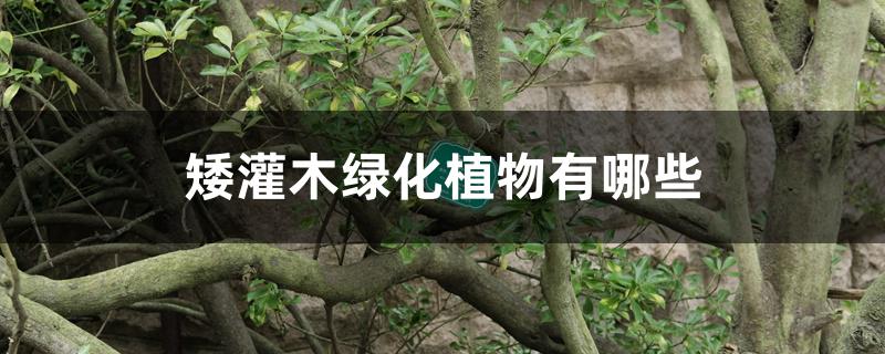 矮灌木绿化植物有哪些 矮灌木绿化植物有哪些