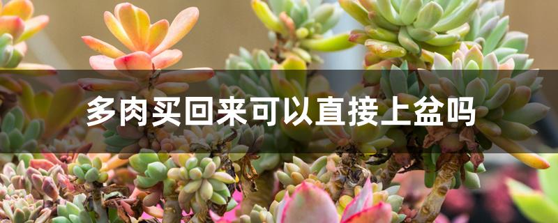 多肉买回来可以直接上盆吗 多肉买回来可以直接上盆吗