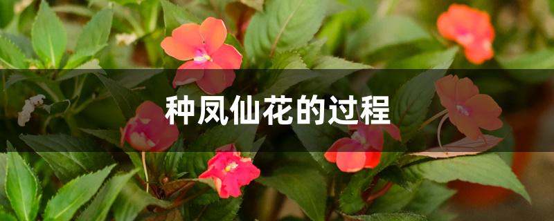 种凤仙花的过程 种凤仙花的过程