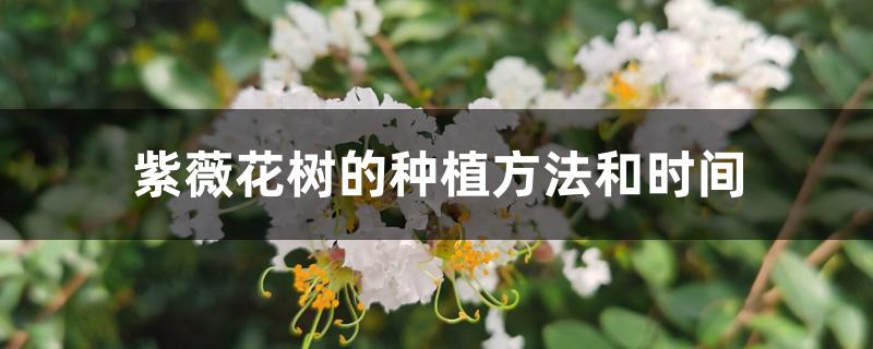 紫薇花树的种植方法和时间 紫薇花树的种植方法和时间