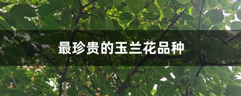 最珍贵的玉兰花品种 最珍贵的玉兰花品种