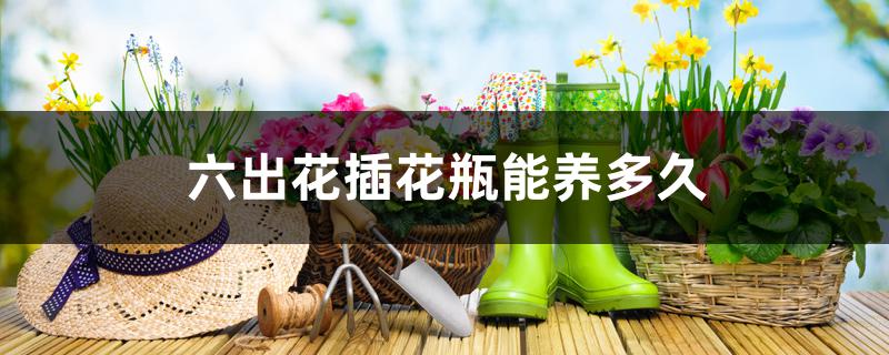 六出花插花瓶能养多久 六出花插花瓶能养多久