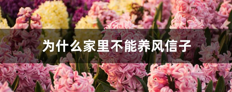 为什么家里不能养风信子 为什么家里不能养风信子