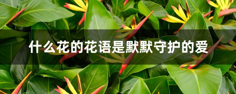 什么花的花语是默默守护的爱 什么花的花语是默默守护的爱