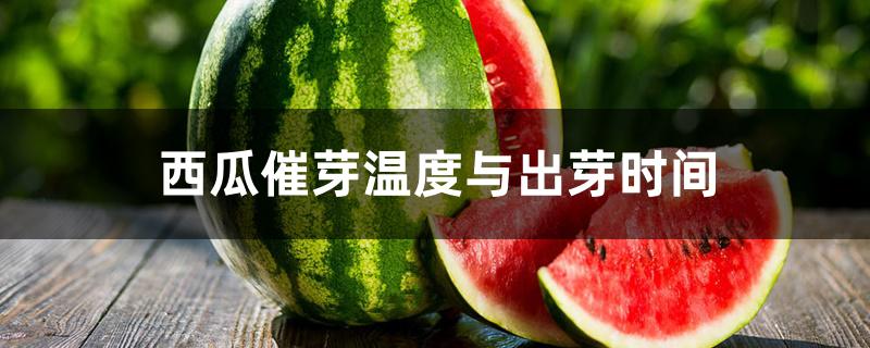 西瓜催芽温度与出芽时间 西瓜催芽温度与出芽时间