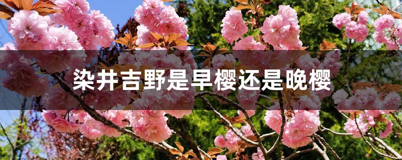 染井吉野是早樱还是晚樱 染井吉野是早樱还是晚樱